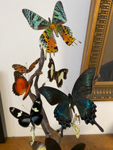 Charger l'image dans la galerie, Envolée de papillons sous globe cylindrique(ENVOI IMPOSSIBL