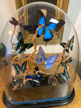 Charger l'image dans la galerie, Envolée de papillons et libellules dans les tons bleu sous globe Napoleon 3, ENVOI IMPOSSIBLE