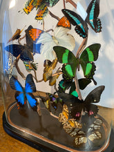 Charger l'image dans la galerie, Envolée de papillons sous globe Napoleon 3, ENVOI IMPOSSIBLE
