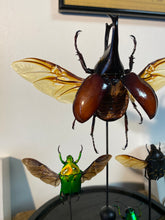 Charger l'image dans la galerie, Envole de scarabées