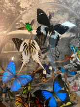 Charger l'image dans la galerie, Envolée d’insectes sous globe napoléonien (ENVOI À ORGANISER AVANT ACHAT)