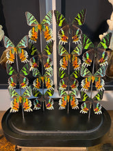 Charger l'image dans la galerie, Globe d’urania de Madagascar