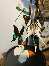 Charger l'image dans la galerie, Envolée de papillons sous globe napoléonien (ENVOI IMPOSSIBLE)
