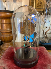 Charger l'image dans la galerie, Lézard volant « Draco » sous globe en verre