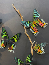 Charger l'image dans la galerie, Cadre envolées de papillons