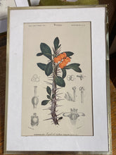 Charger l'image dans la galerie, Tirages encadrés vendus à l’unité