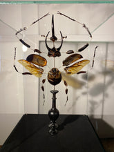 Charger l'image dans la galerie, Eclaté de scarabée sous vitrine