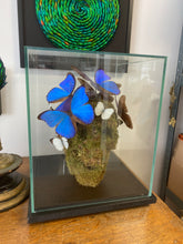 Charger l'image dans la galerie, Vanité avec envolée de morpho didus