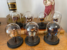 Charger l'image dans la galerie, Globes papillons / scarabées 8x12cm