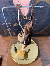 Charger l'image dans la galerie, Véritable chauve-souris mi squelette mi séché