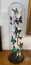 Charger l'image dans la galerie, Envolée de papillons sous globe cylindrique(ENVOI IMPOSSIBL