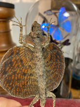 Charger l'image dans la galerie, Lézard volant « Draco » sous globe en verre