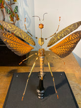 Charger l'image dans la galerie, Eclaté de sauterelle sous vitrine