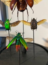 Charger l'image dans la galerie, Envole de scarabées