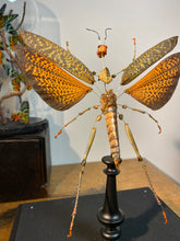 Charger l'image dans la galerie, Eclaté de sauterelle sous vitrine