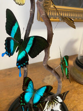 Charger l'image dans la galerie, Envolée de papillons sous globe cylindrique(ENVOI IMPOSSIBL