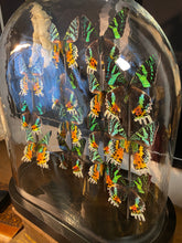 Charger l'image dans la galerie, Globe d’urania de Madagascar