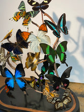 Charger l'image dans la galerie, Envolée de papillons sous globe Napoleon 3, ENVOI IMPOSSIBLE