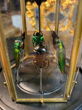 Charger l'image dans la galerie, Prisme hexagonal aux d’insectes