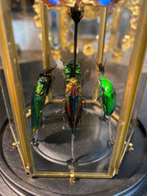 Charger l'image dans la galerie, Prisme hexagonal aux d’insectes