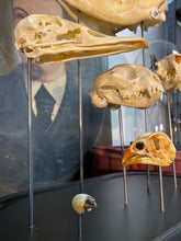 Charger l'image dans la galerie, Globe aux crânes