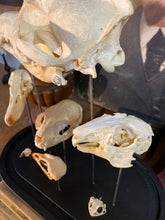 Charger l'image dans la galerie, Globe aux crânes