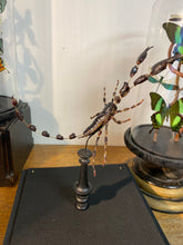 Charger l'image dans la galerie, Eclaté de scorpion sous vitrine