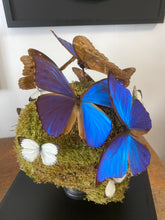 Charger l'image dans la galerie, Vanité avec envolée de morpho didus