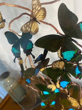 Charger l'image dans la galerie, Envolée de papillons sous vitrine