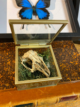 Charger l'image dans la galerie, Véritable crane de lapin dans sa boîte en verre