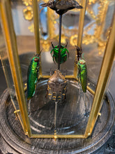 Charger l'image dans la galerie, Prisme hexagonal aux d’insectes