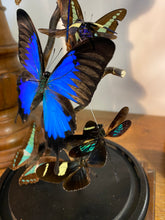 Charger l'image dans la galerie, Globe envolée de papillons et insectes