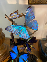 Charger l'image dans la galerie, Globe envolée de papillons et insectes