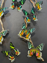 Charger l'image dans la galerie, Cadre envolées de papillons