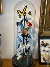 Charger l'image dans la galerie, Envolée de papillons sous globe napoléonien (ENVOI IMPOSSIBLE)