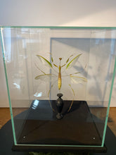Charger l'image dans la galerie, Eclaté de mante religieuse sous vitrine