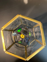 Charger l'image dans la galerie, Prisme hexagonal aux d’insectes