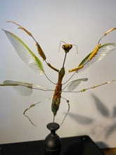 Charger l'image dans la galerie, Eclaté de mante religieuse sous vitrine