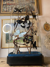 Charger l'image dans la galerie, Envolée de papillons sous globe napoléonien