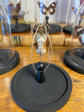 Charger l'image dans la galerie, Globes papillons / scarabées 8x12cm