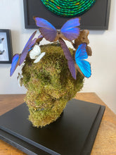 Charger l'image dans la galerie, Vanité avec envolée de morpho didus