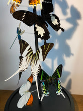 Charger l'image dans la galerie, Envolée de papillons sous globe napoléonien (ENVOI IMPOSSIBLE)
