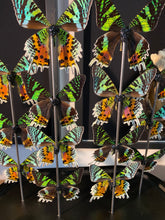 Charger l'image dans la galerie, Globe d’urania de Madagascar