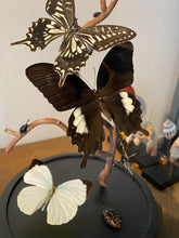 Charger l'image dans la galerie, Cloche envolée de papillons noir et blanc