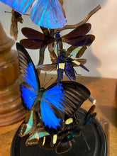 Charger l'image dans la galerie, Globe envolée de papillons et insectes