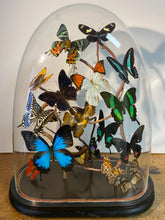 Charger l'image dans la galerie, Envolée de papillons sous globe Napoleon 3, ENVOI IMPOSSIBLE