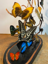 Charger l'image dans la galerie, Envolée de papillons sous globe Napoleon 3, ENVOI IMPOSSIBLE