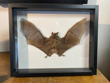 Charger l'image dans la galerie, Cadre chauve-souris
