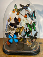 Charger l'image dans la galerie, Envolée de papillons sous globe Napoleon 3, ENVOI IMPOSSIBLE
