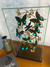 Charger l'image dans la galerie, Envolée de papillons sous vitrine